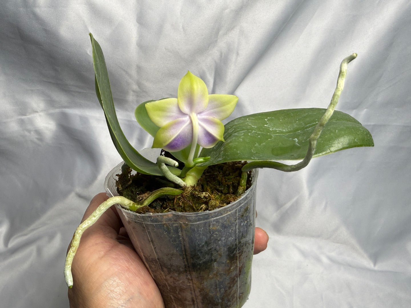 Phalaenopsis bellina var coerulea 'Wilson #22' Flowering 250830