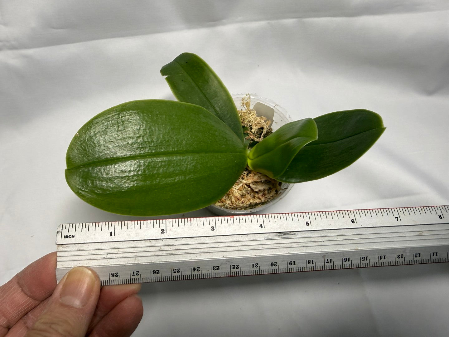 Phalaenopsis bellina var coerulea 'Wilson #22'