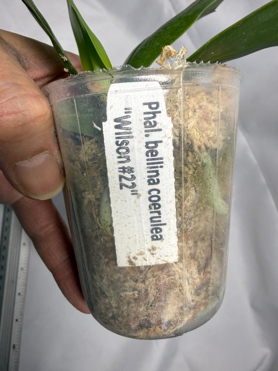 Phalaenopsis bellina var coerulea 'Wilson #22'