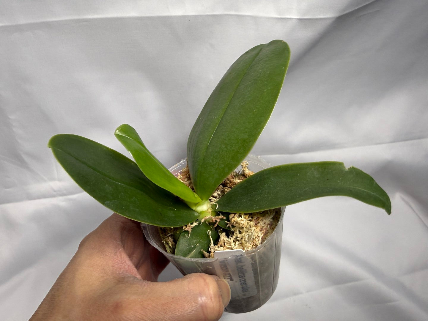 Phalaenopsis bellina var coerulea 'Wilson #22'