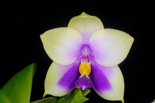 Phalaenopsis bellina var coerulea 'Wilson #22'