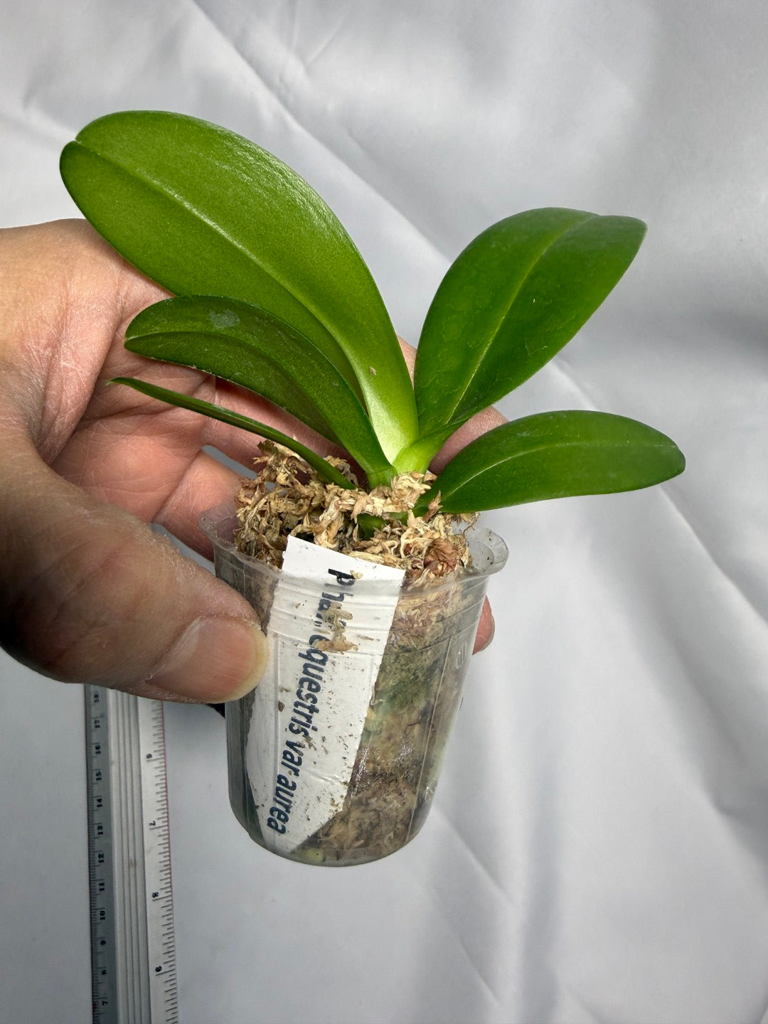 Phalaenopsis equestris var aurea 'Miki'