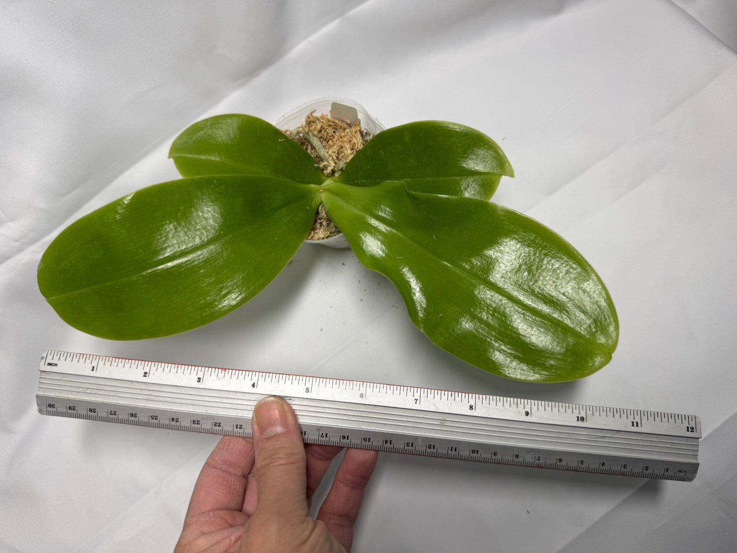 Phalaenopsis Germaine Vincent 'YuYu Rich' AM/AOS