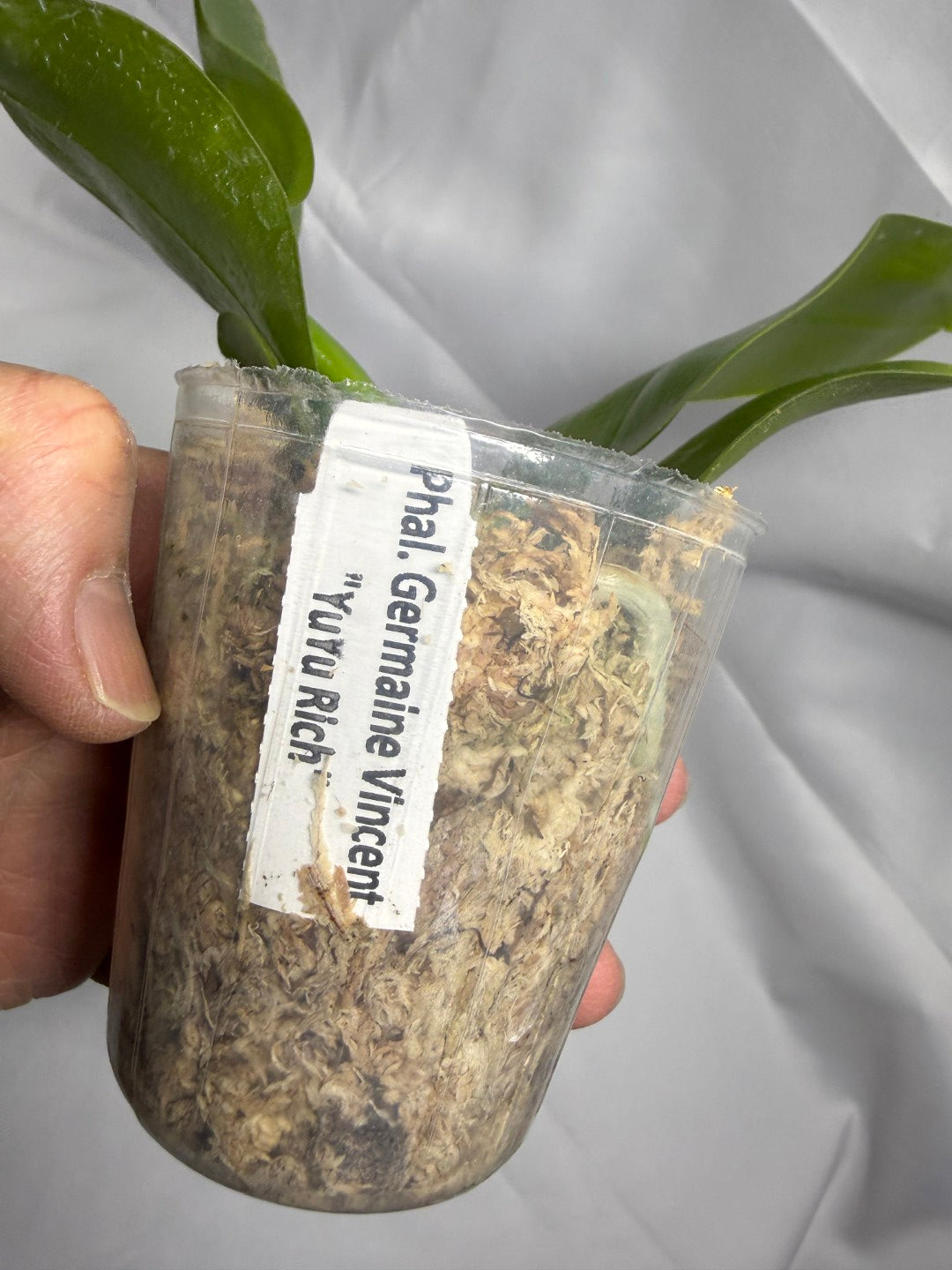 Phalaenopsis Germaine Vincent 'YuYu Rich' AM/AOS