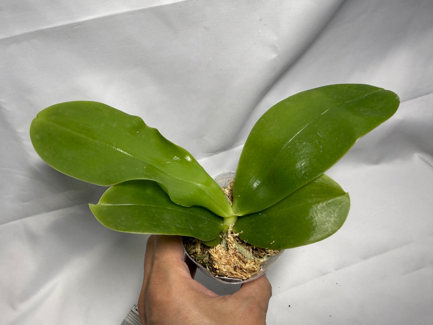 Phalaenopsis Germaine Vincent 'YuYu Rich' AM/AOS