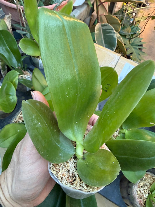 Phalaenopsis Germaine Vincent 'YuYu Rich' AM/AOS