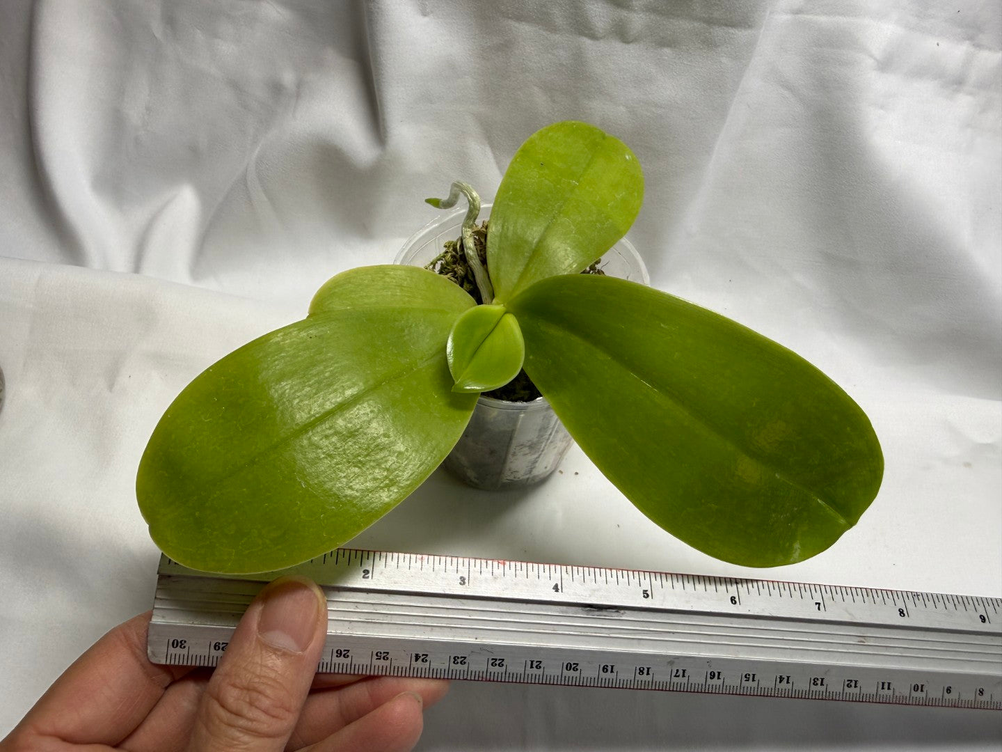 Phalaenopsis Germaine Vincent 'YuYu Rich' AM/AOS
