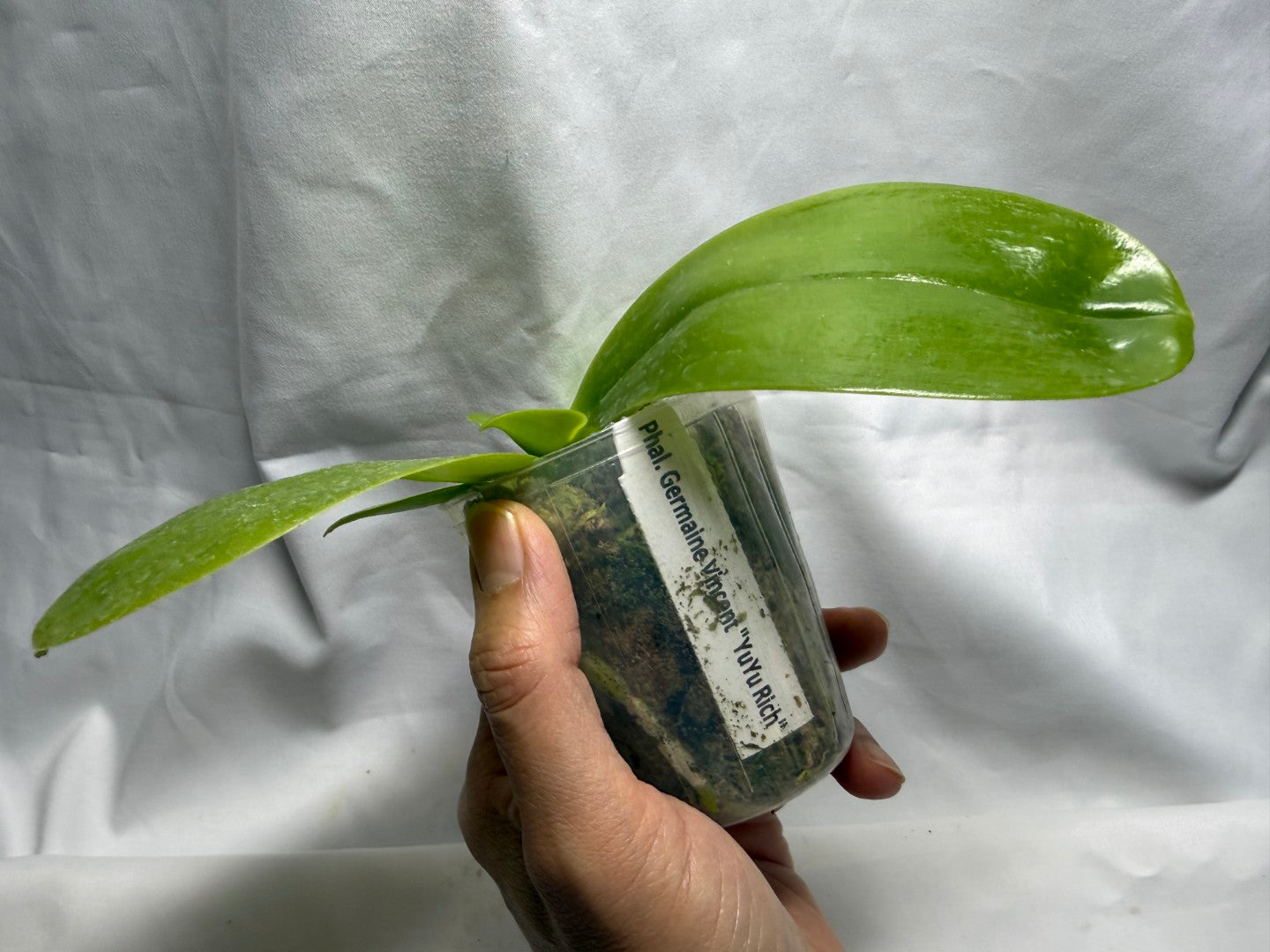 Phalaenopsis Germaine Vincent 'YuYu Rich' AM/AOS