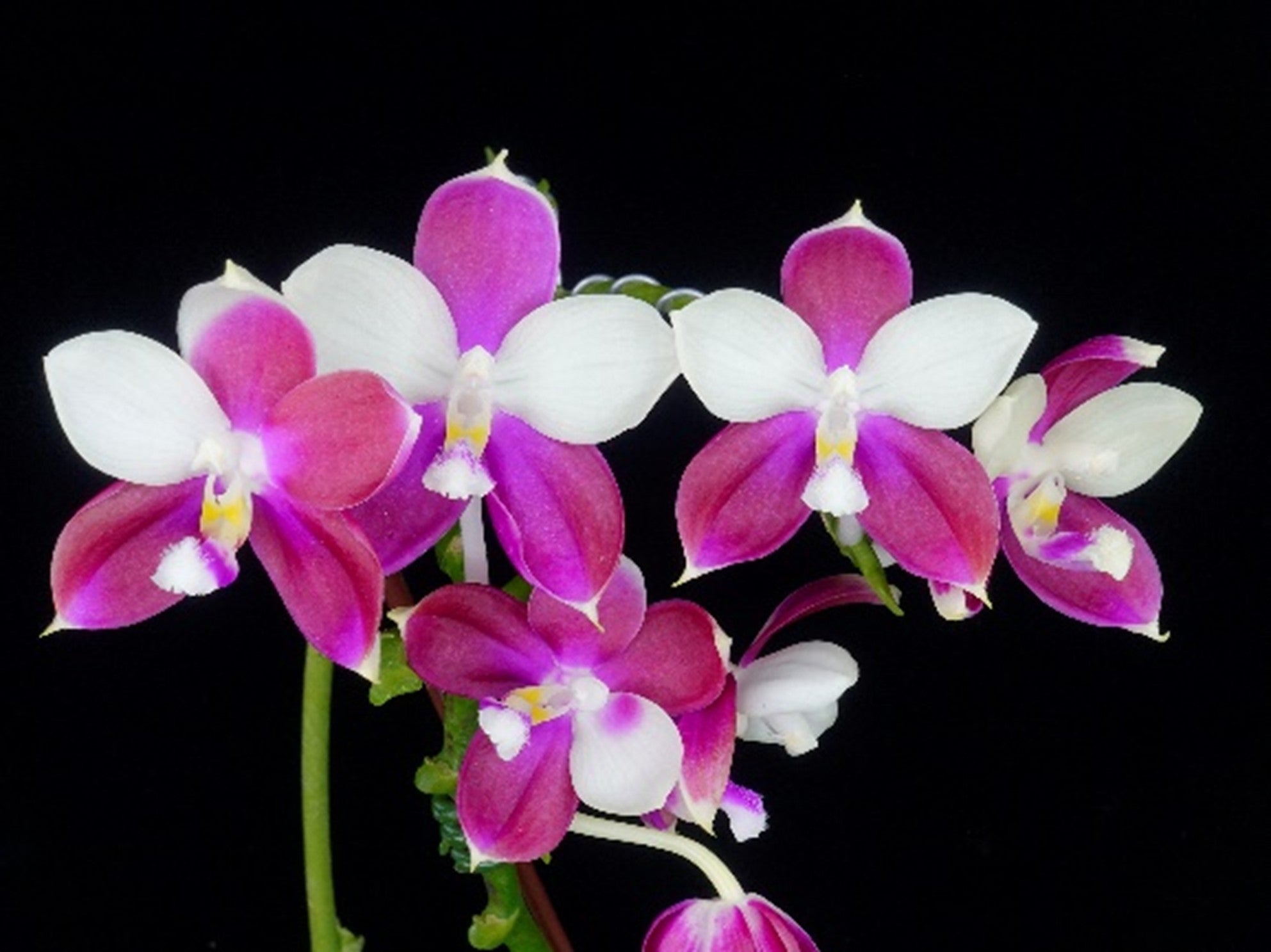 希少蘭　胡蝶蘭レア　P. Fuller’s Miss Pelotic Queen Phal. Fullers 3545 腮紅'89195' #Phalaenopsis #Orchids #蝴蝶蘭