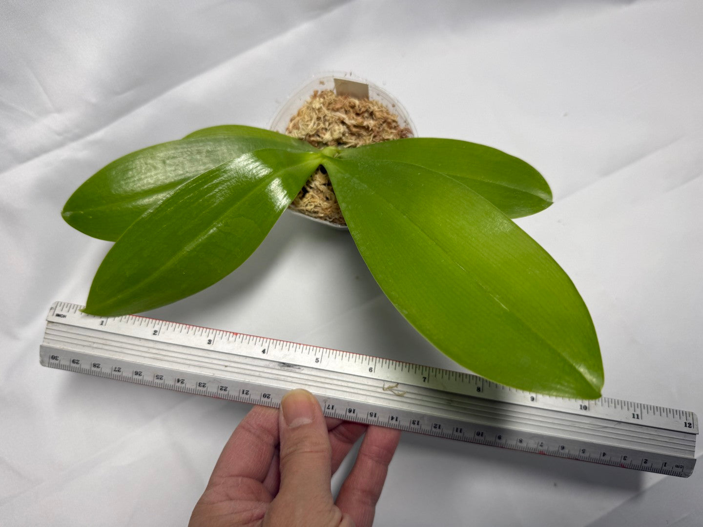 Phalaenopsis Lioulin Blue Jenny 'Wilson Blue'