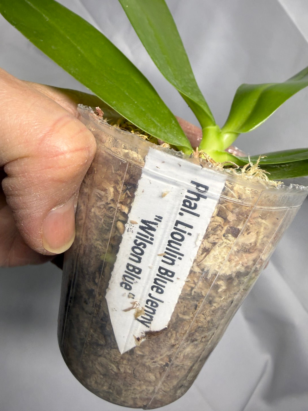 Phalaenopsis Lioulin Blue Jenny 'Wilson Blue'