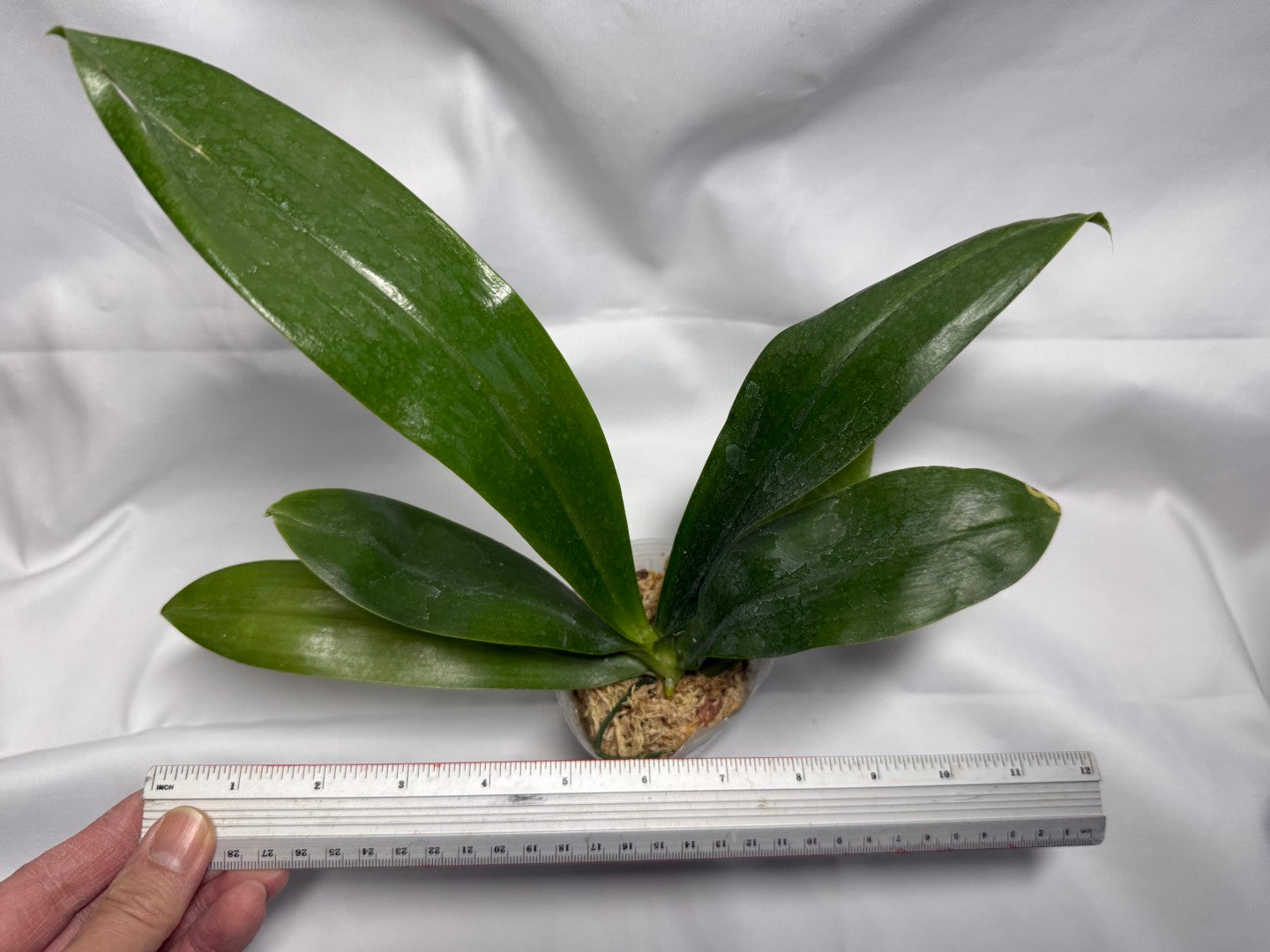 Phalaenopsis mariae x sib