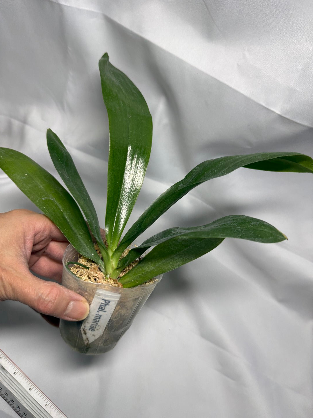 Phalaenopsis mariae x sib