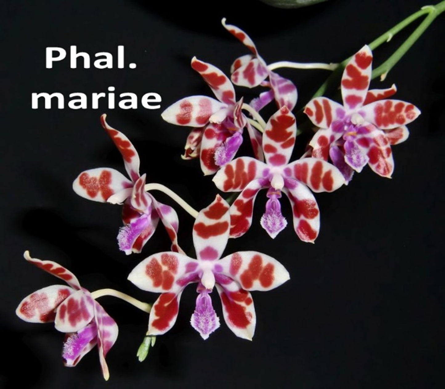 Phalaenopsis mariae x sib