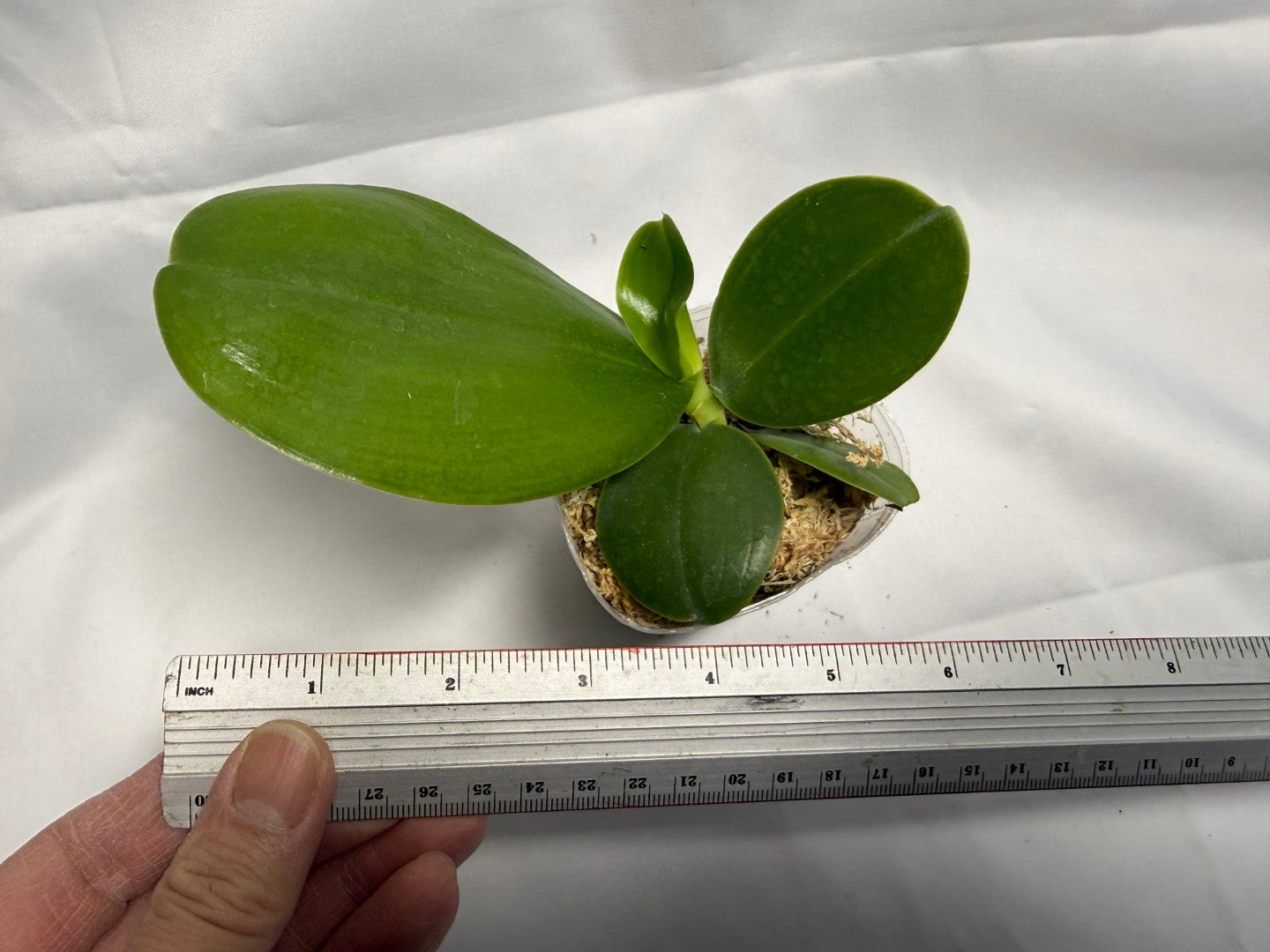 Phalaenopsis Mituo Love 'Rainbow' AM/AOS