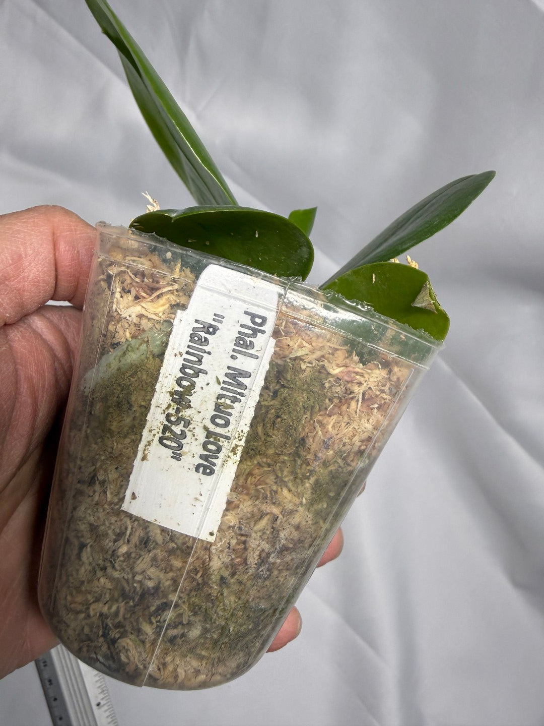 Phalaenopsis Mituo Love 'Rainbow' AM/AOS