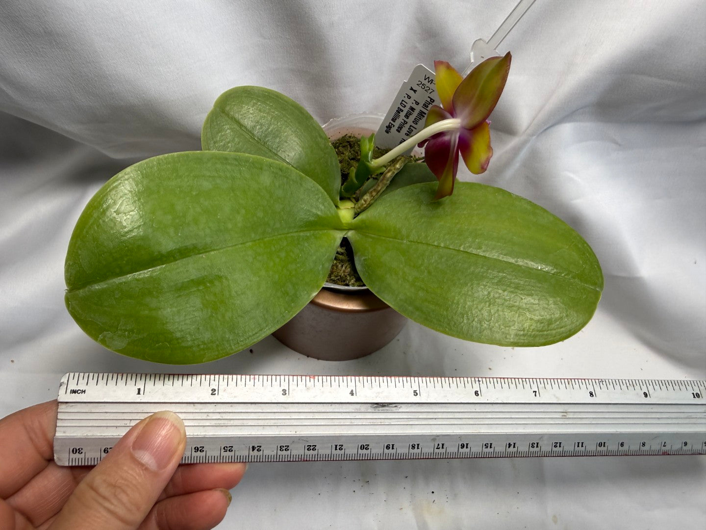 Phalaenopsis Mituo Love 'Rainbow' AM/AOS 260626 Flowering