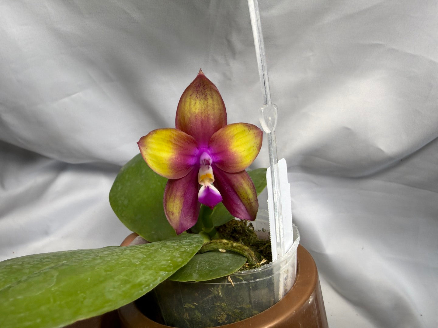 Phalaenopsis Mituo Love 'Rainbow' AM/AOS 260626 Flowering