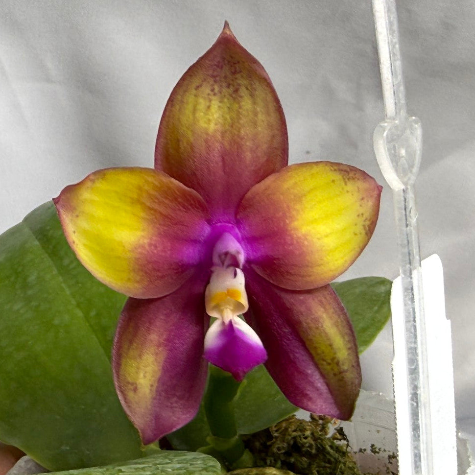 地球と花 Products – Page 6 – Big Leaf Orchids
