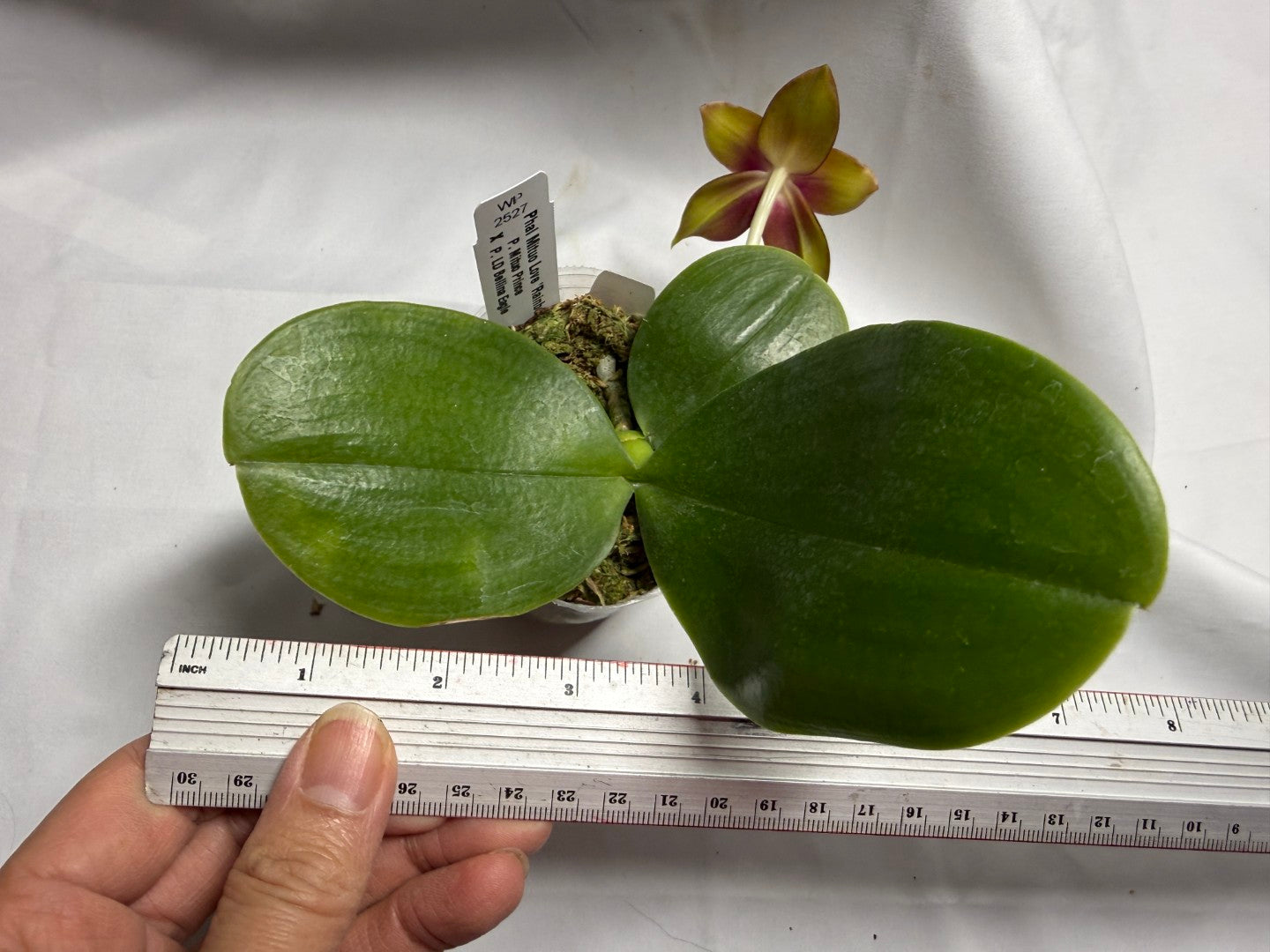 Phalaenopsis Mituo Love 'Rainbow' AM/AOS 260714 Flowering