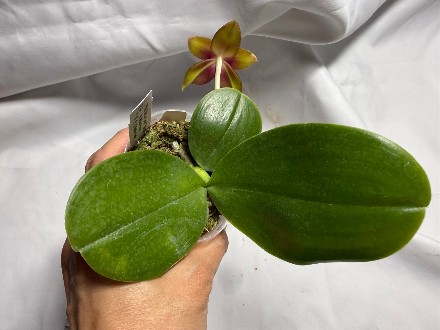 Phalaenopsis Mituo Love 'Rainbow' AM/AOS 260714 Flowering