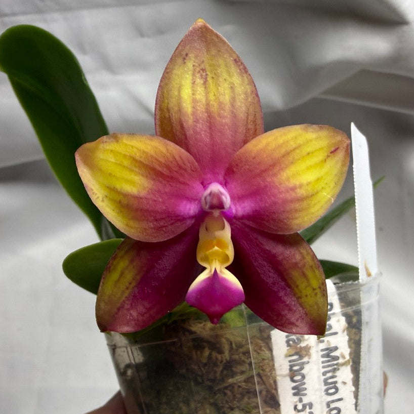 A hand holding a small potted orchid with a single bloom. The flower has yellow and magenta-purple petals with green leaves, growing in a clear plastic pot with a handwritten label tag against a white fabric background.
