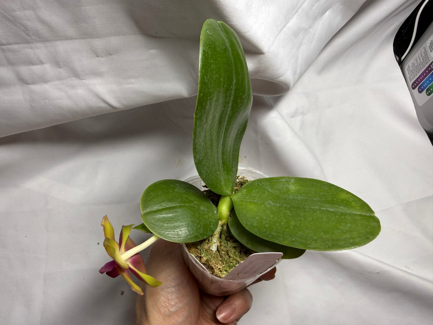 Phalaenopsis Mituo Love 'Rainbow' AM/AOS 260714 Flowering