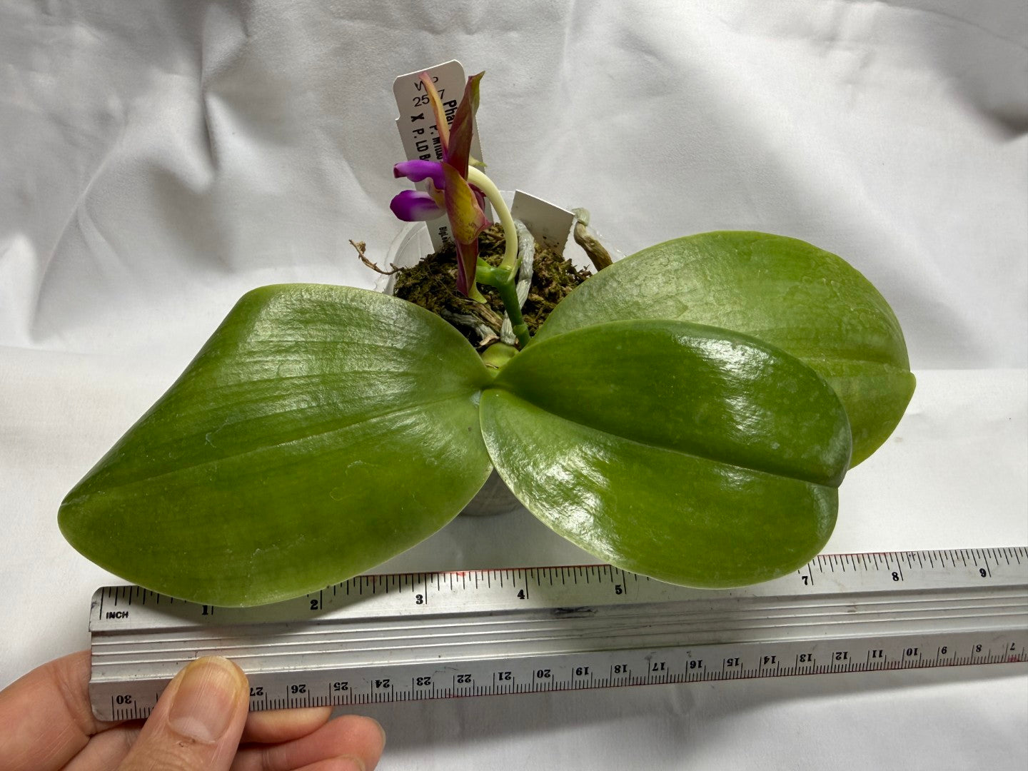 Phalaenopsis Mituo Love 'Rainbow' AM/AOS 260816 Flowering