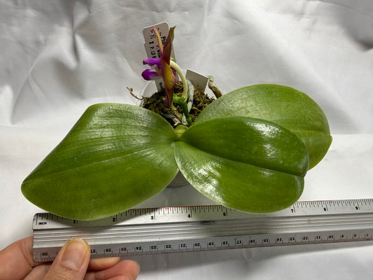 Phalaenopsis Mituo Love 'Rainbow' AM/AOS 260816 Flowering