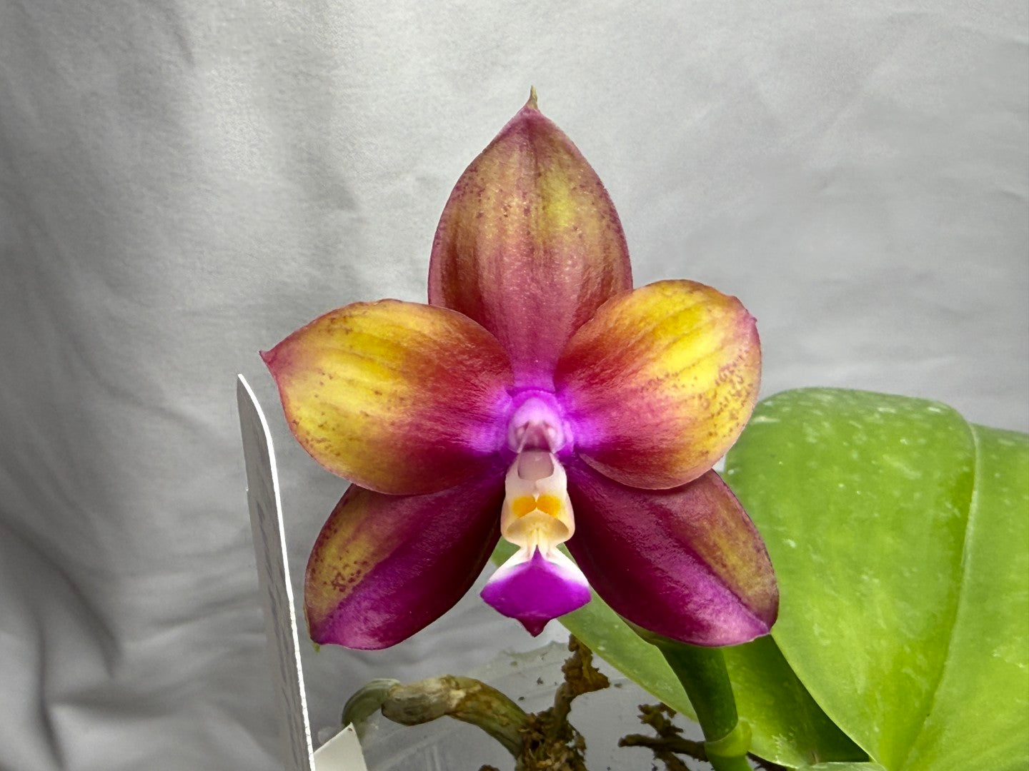 Phalaenopsis Mituo Love 'Rainbow' AM/AOS 260816 Flowering