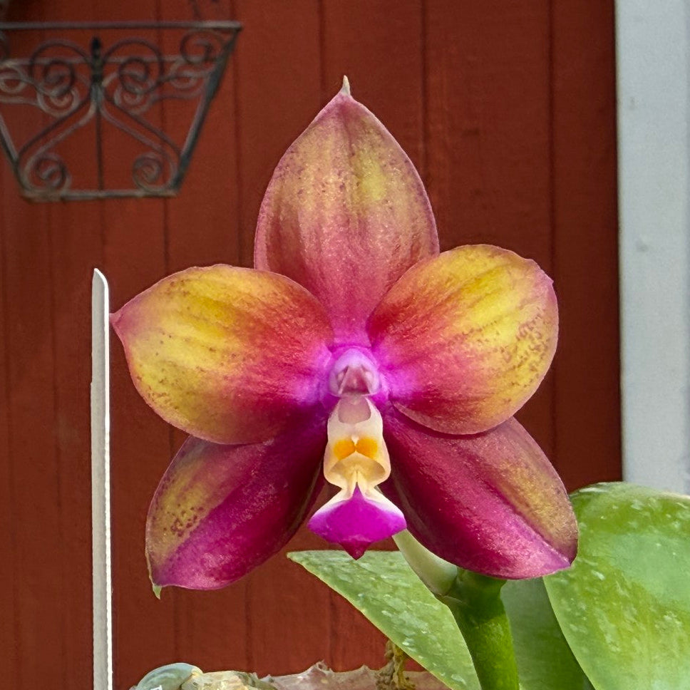 A close-up of a blooming orchid flower with yellow and magenta petals, shown in front of a red wooden door with green leaves below.