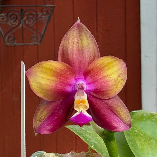 A close-up of a blooming orchid flower with yellow and magenta petals, shown in front of a red wooden door with green leaves below.