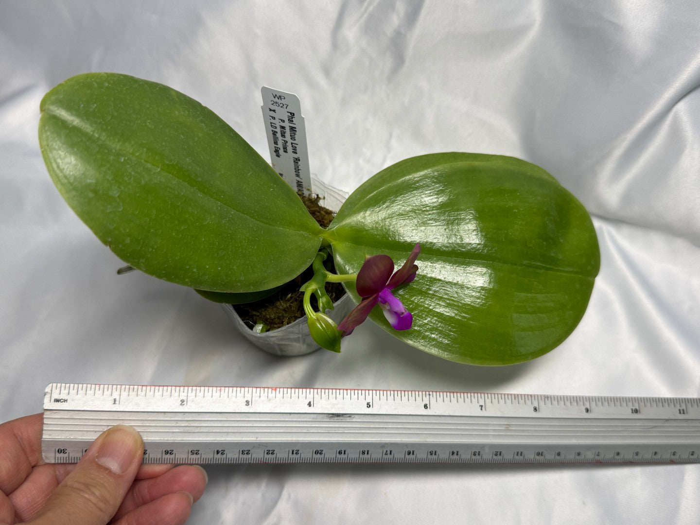 Phalaenopsis Mituo Love 'Rainbow' AM/AOS 260830 Flowering
