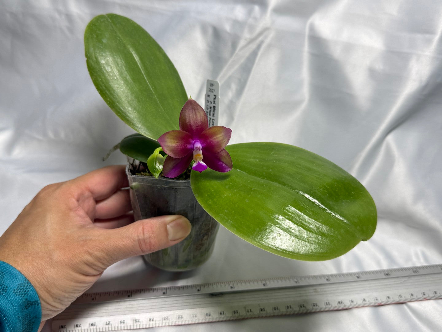 Phalaenopsis Mituo Love 'Rainbow' AM/AOS 260830 Flowering