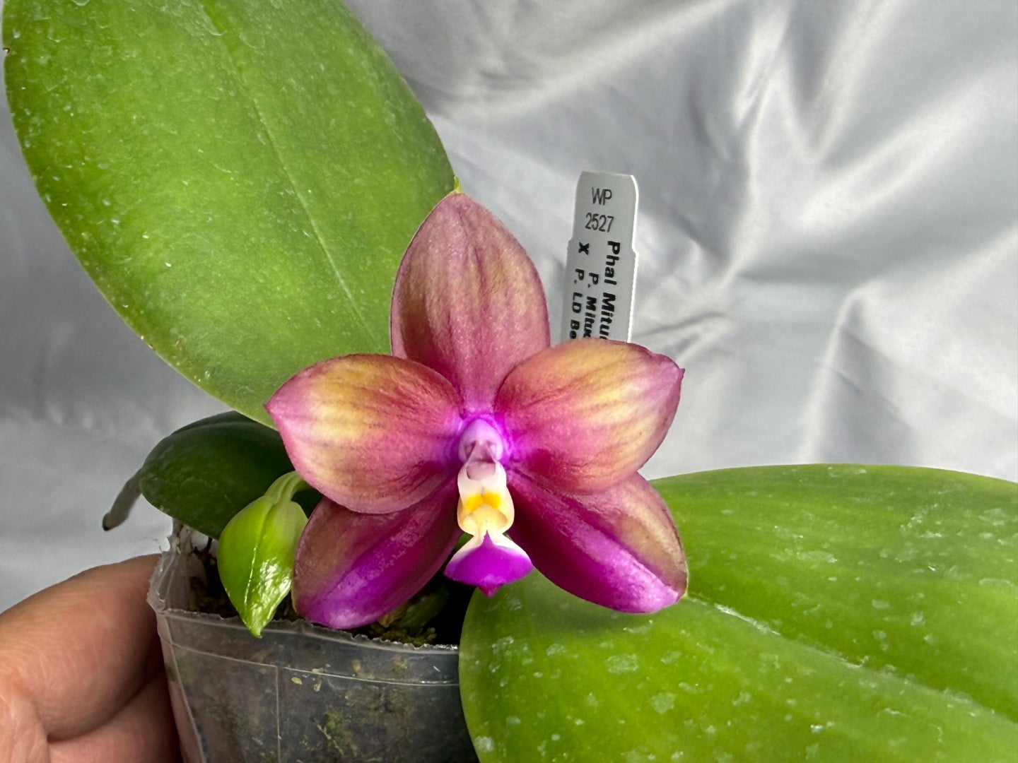 Phalaenopsis Mituo Love 'Rainbow' AM/AOS 260830 Flowering