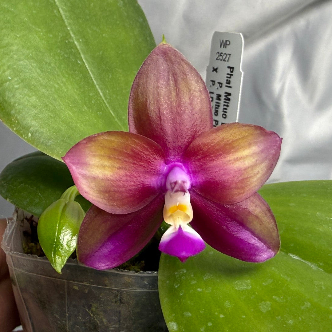 Phalaenopsis Mituo Love 'Rainbow' AM/AOS 260830 Flowering