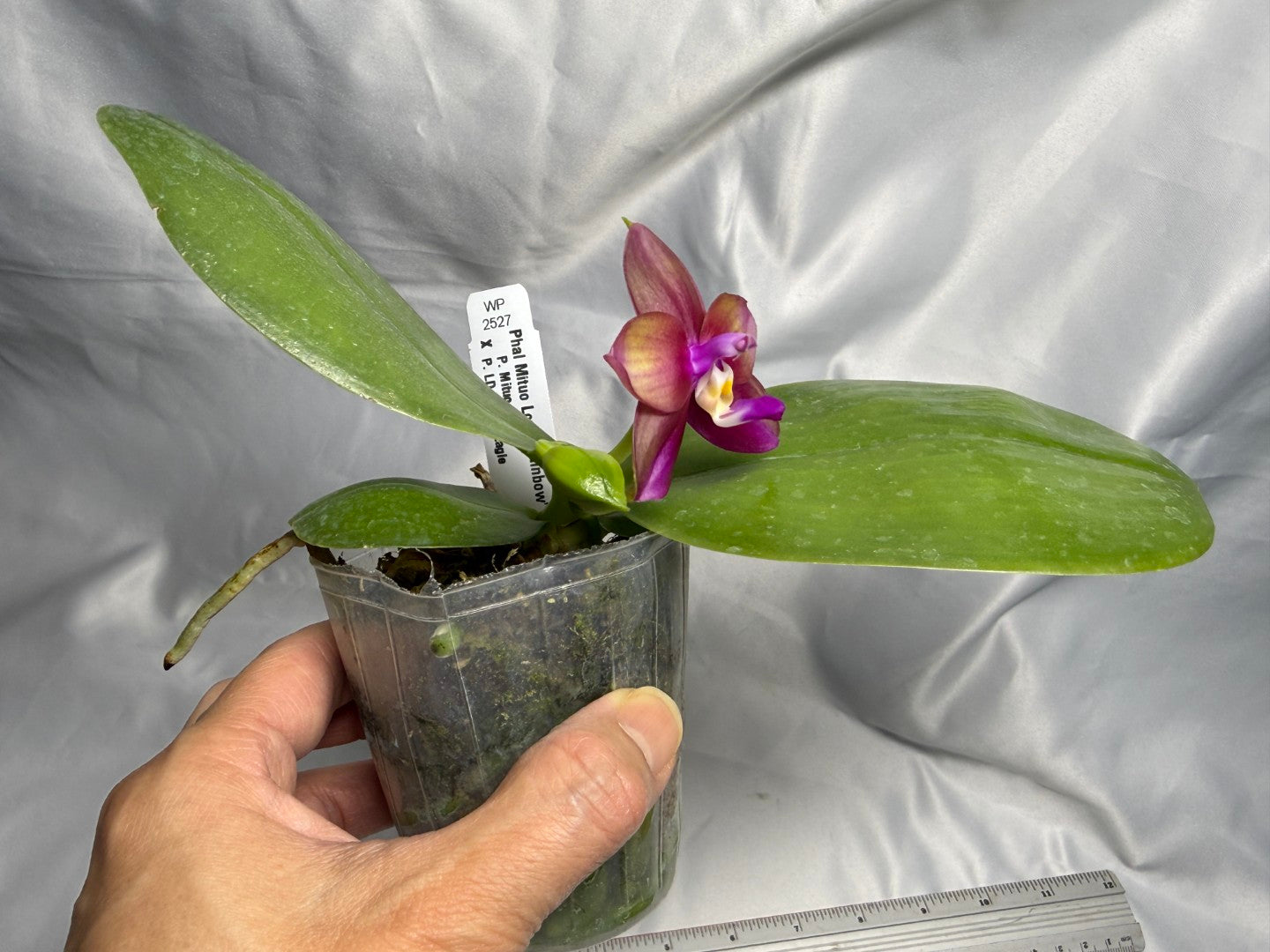 Phalaenopsis Mituo Love 'Rainbow' AM/AOS 260830 Flowering