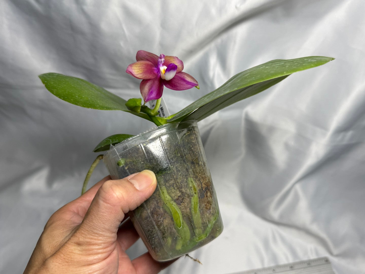 Phalaenopsis Mituo Love 'Rainbow' AM/AOS 260830 Flowering