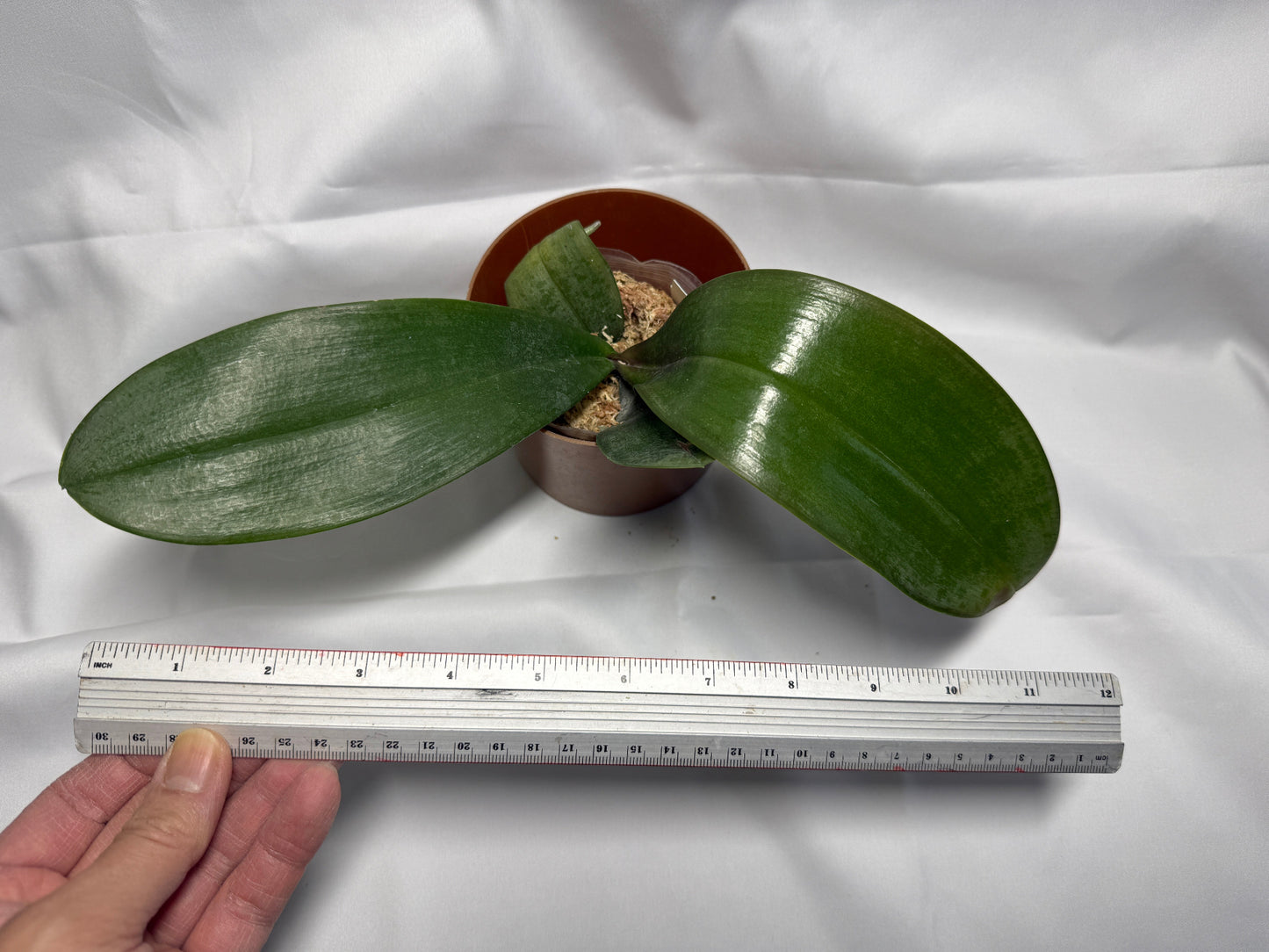 Phalaenopsis sanderiana 'Wilson #304'