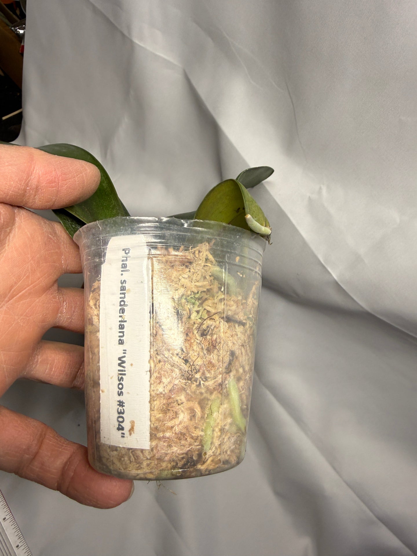 Phalaenopsis sanderiana 'Wilson #304'