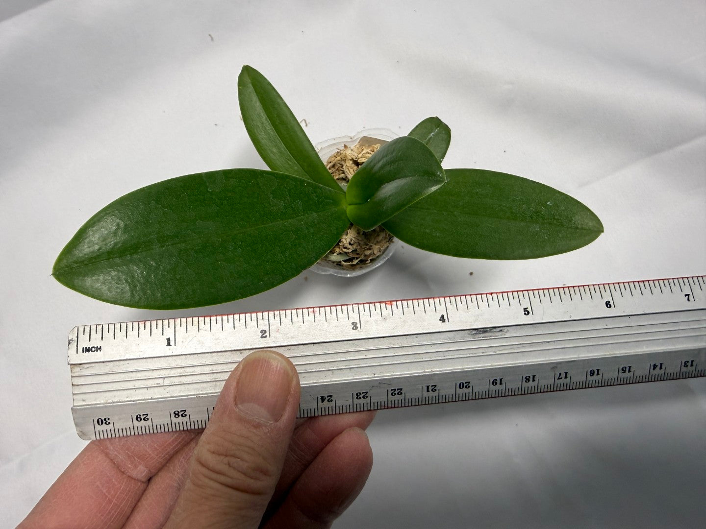 Phalaenopsis Yaphon Star Diamond '6602' AM/AOS – Big Leaf Orchids