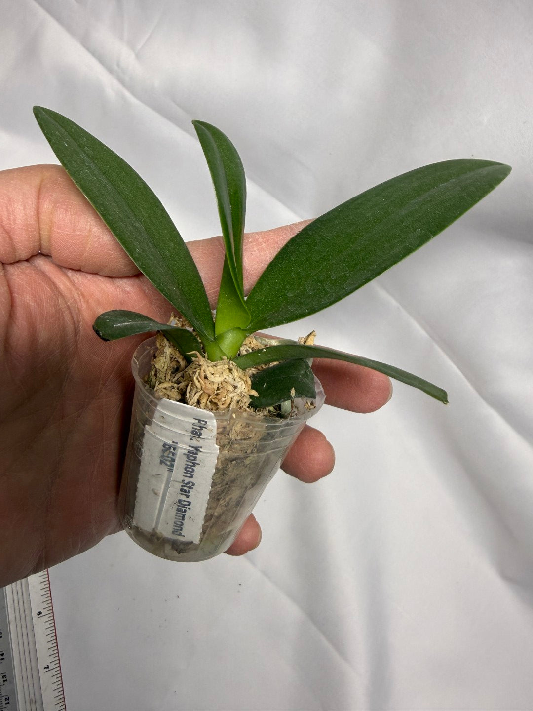Phalaenopsis Yaphon Star Diamond '6602' AM/AOS – Big Leaf Orchids