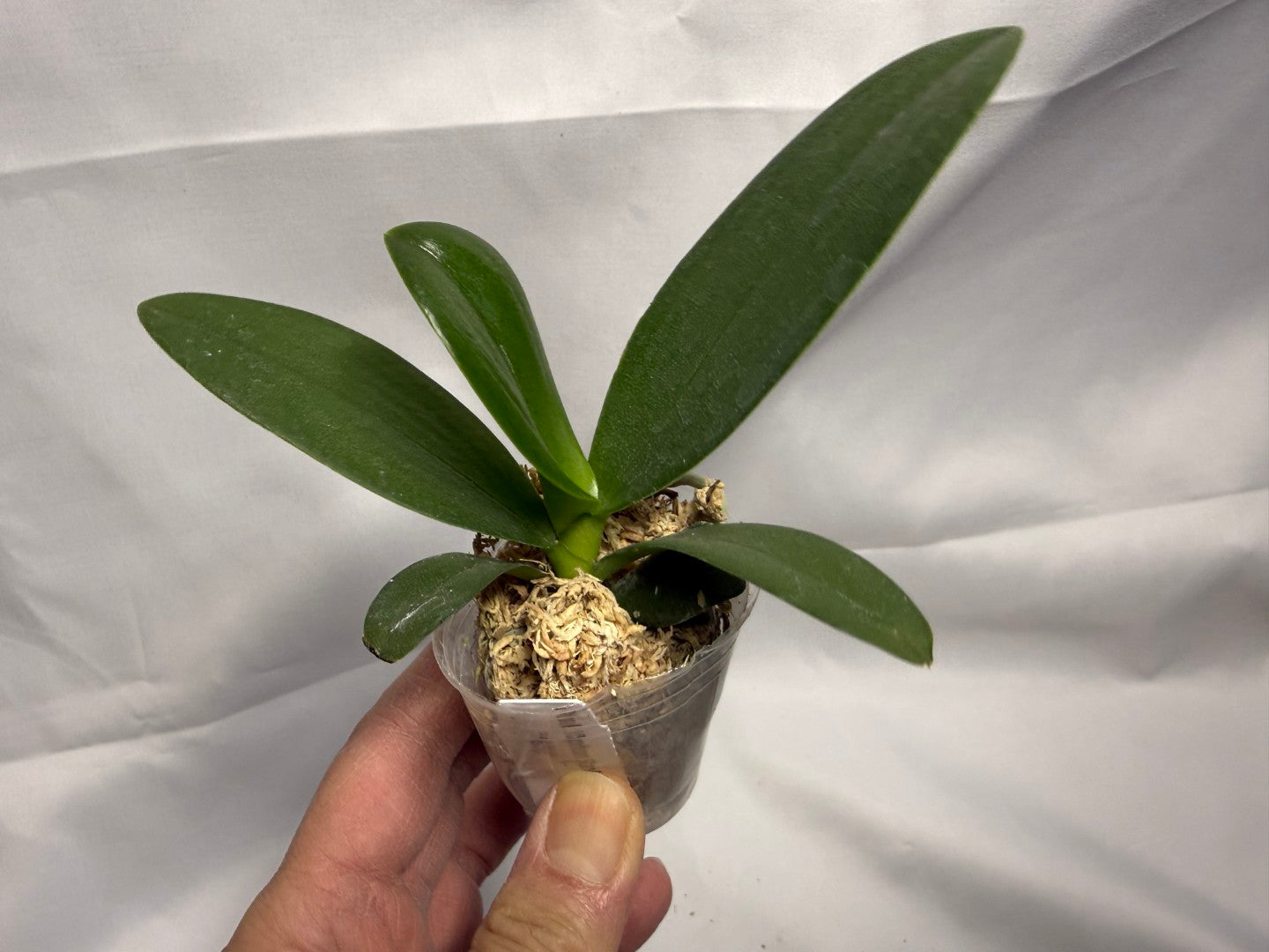 Phalaenopsis Yaphon Star Diamond '6602' AM/AOS – Big Leaf Orchids