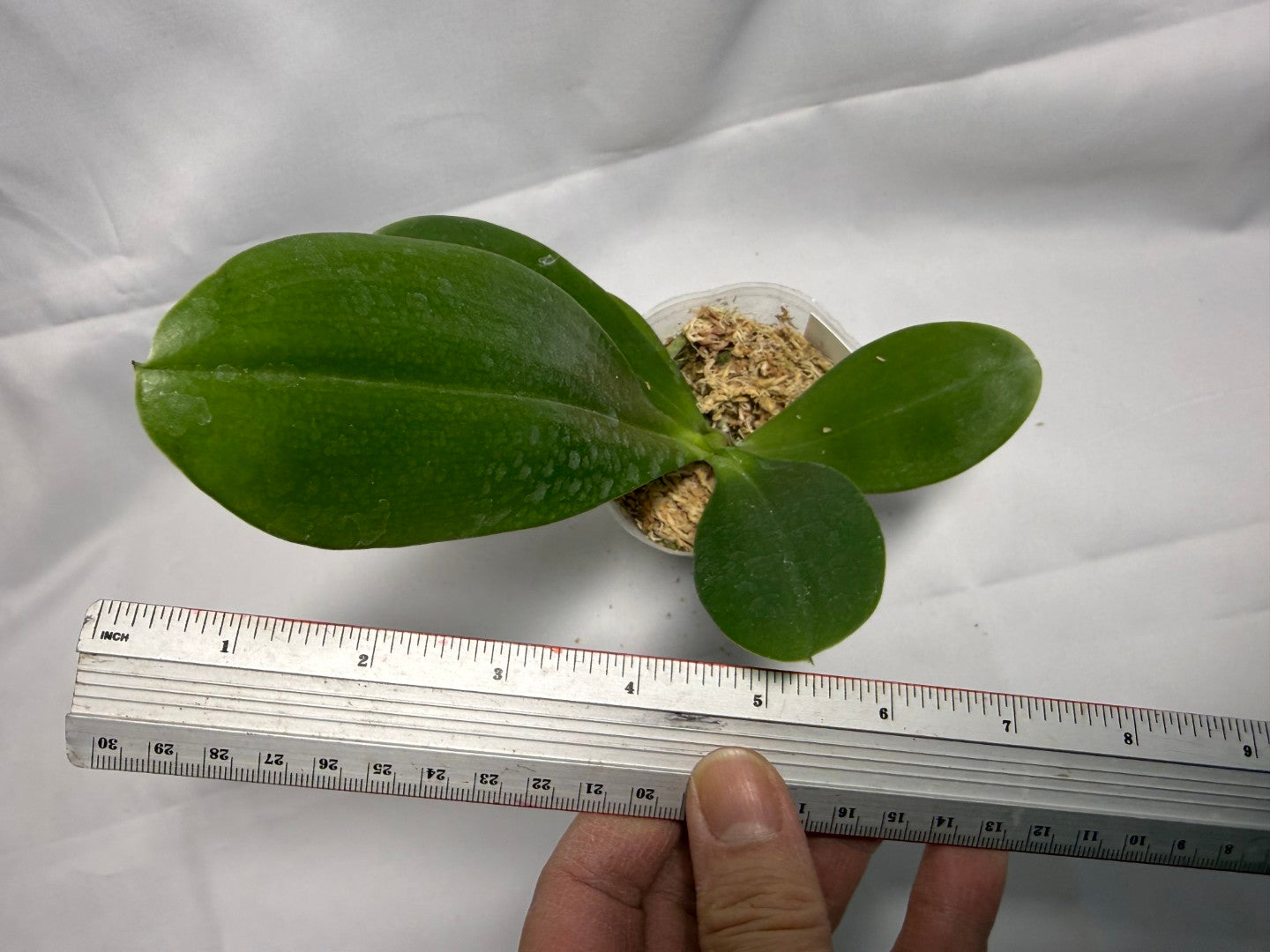 Phalaenopsis Yungho Gelb Passion 'PM#5'