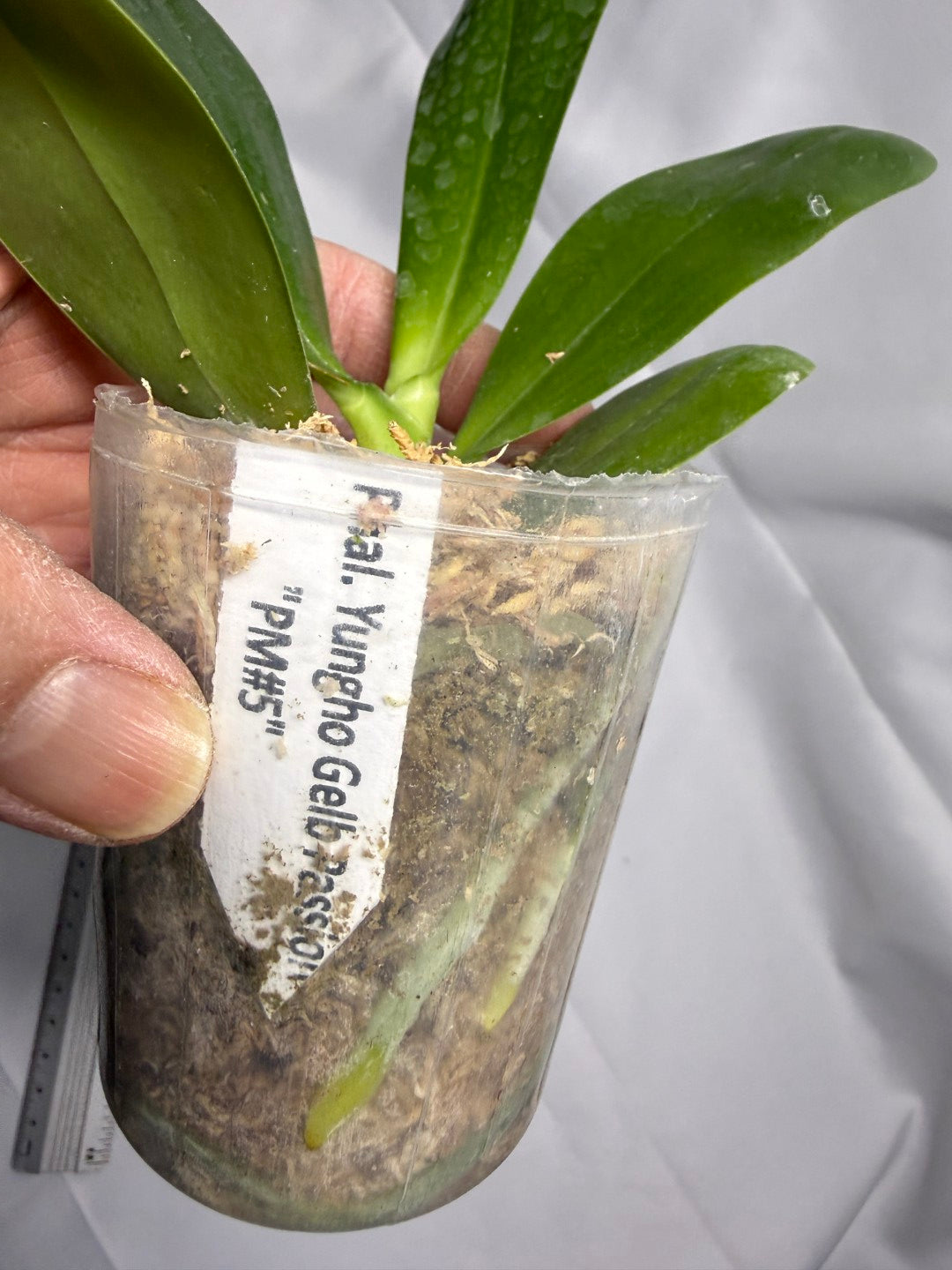 Phalaenopsis Yungho Gelb Passion 'PM#5'