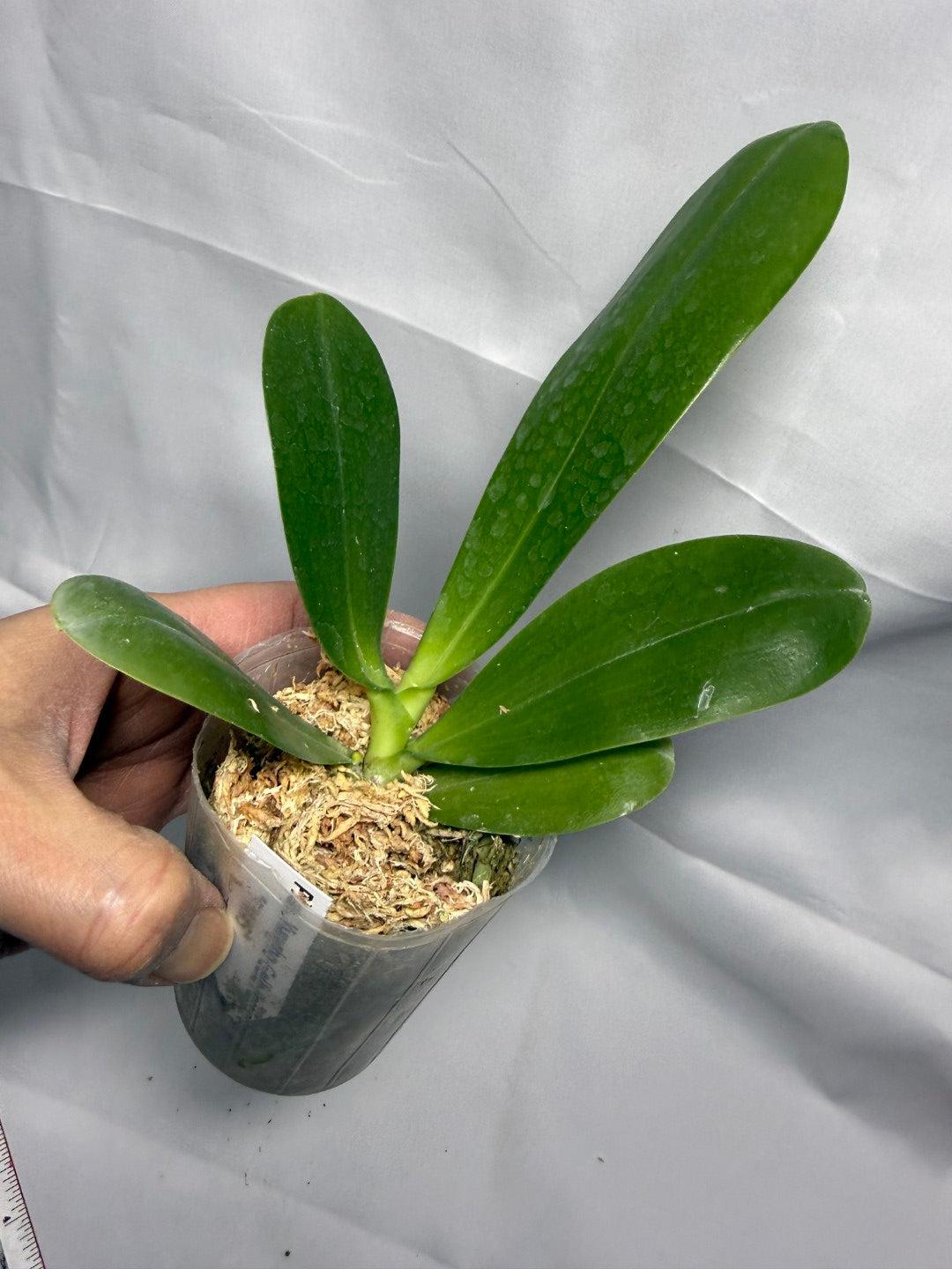 Phalaenopsis Yungho Gelb Passion 'PM#5'