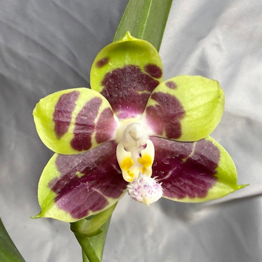 A close-up of a spotted orchid flower with lime green petals and deep burgundy spots, shown against a light gray fabric background.