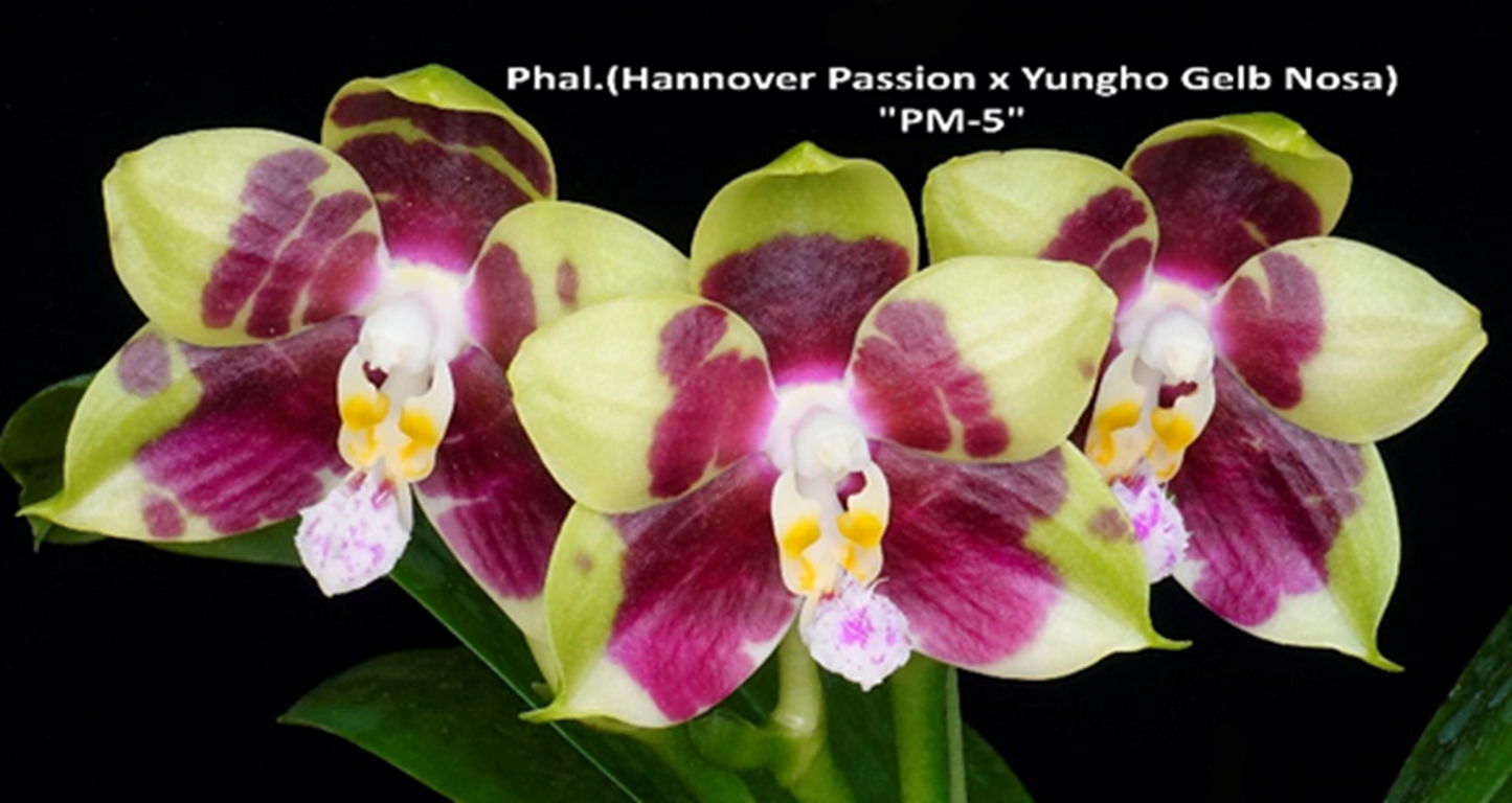 Phalaenopsis Yungho Gelb Passion 'PM#5'