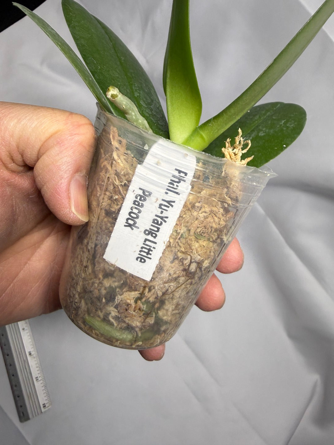 Phalaenopsis Yu-Yang Little Peacock (Clone)