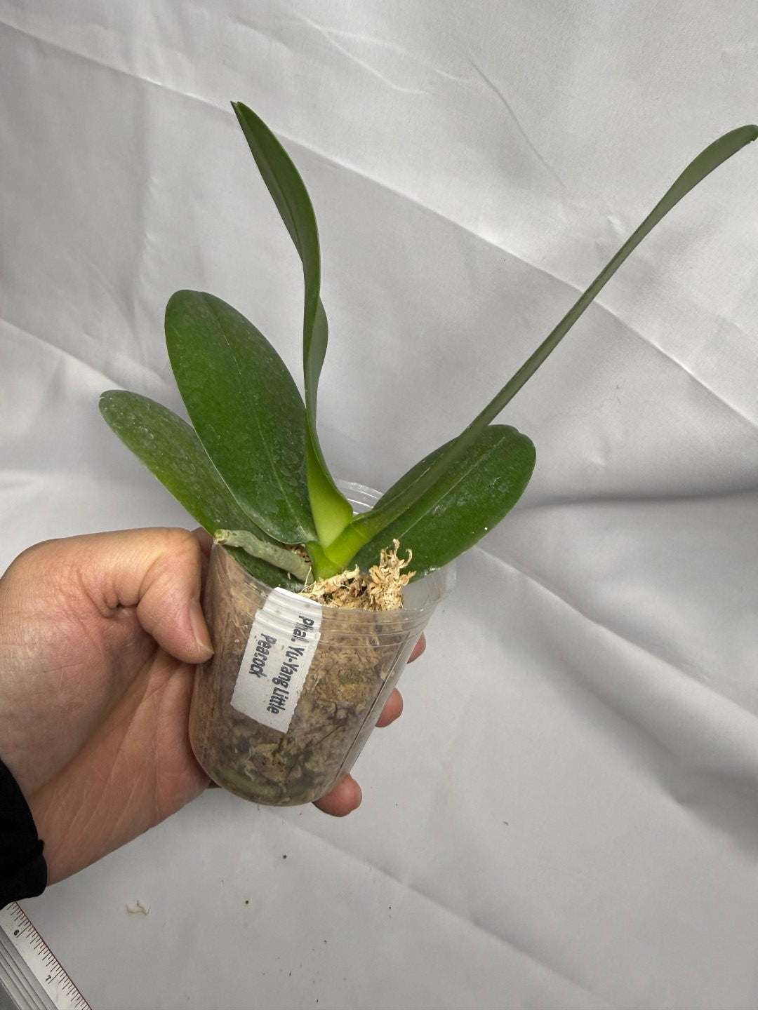 Phalaenopsis Yu-Yang Little Peacock (Clone)